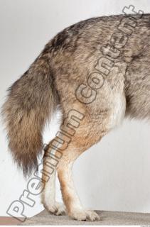 Wolf leg photo reference 0001